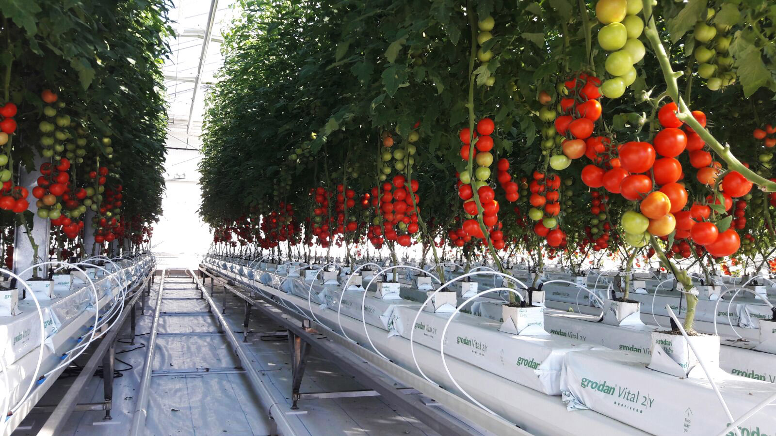 #Imperdible_04 contará con este prototipo de sistema alternativo de cultivo que aporta soluciones a la inseguridad alimentaria y la escasez de agua en zonas áridas